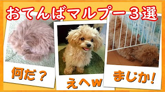 生後3ヶ月 12ヶ月 子犬期 人気ミックス犬マルプー マルチーズ トイプードル 成長変化記録 Growth Change Record Of Maltipoo Youtube