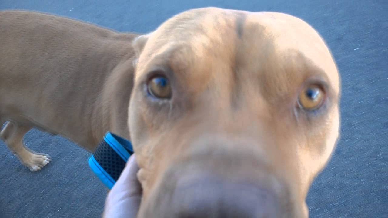 Joseph calm, friendly pitbull available for adoption! YouTube