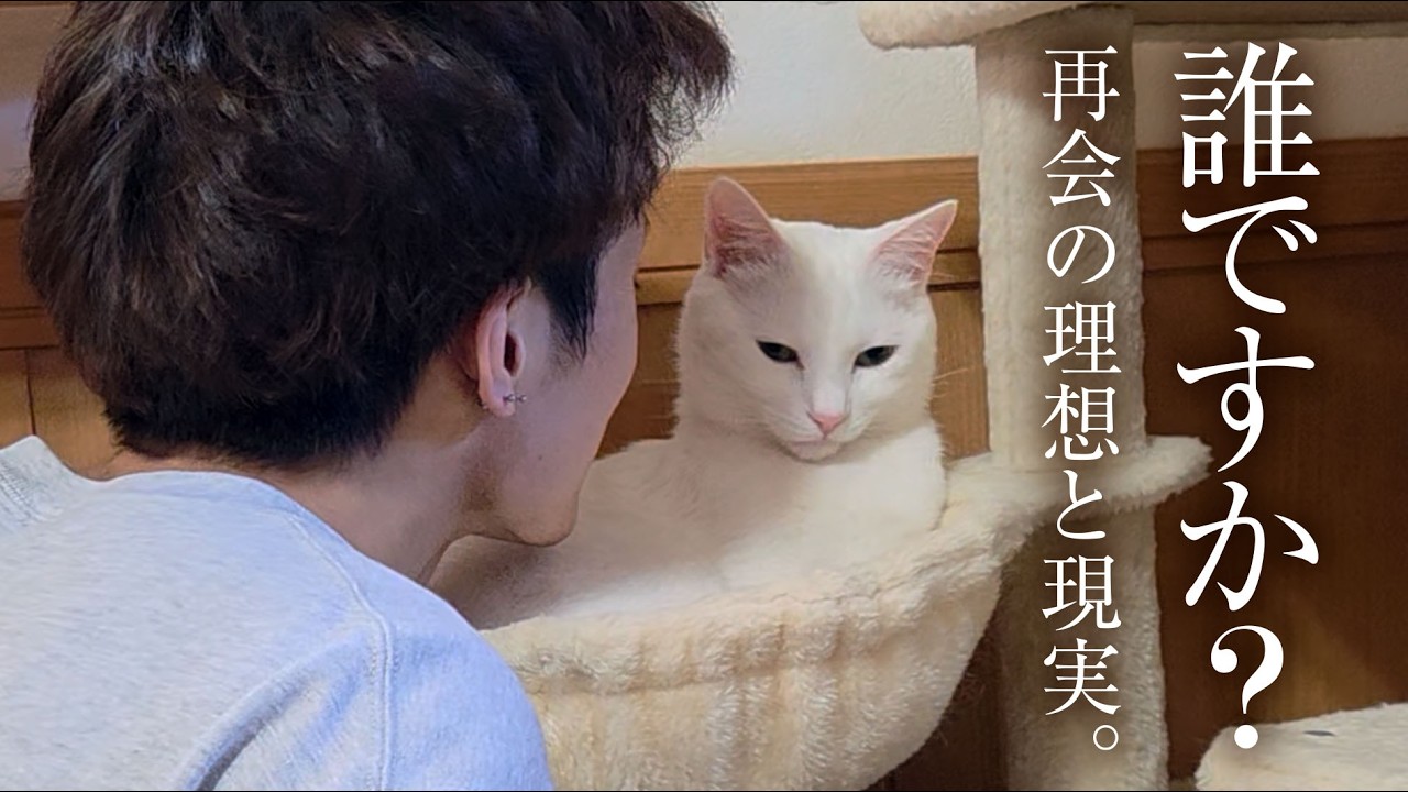 大好きだった長男と4ヶ月ぶりに再会！…したはずが、完全に不審者扱いの白猫。