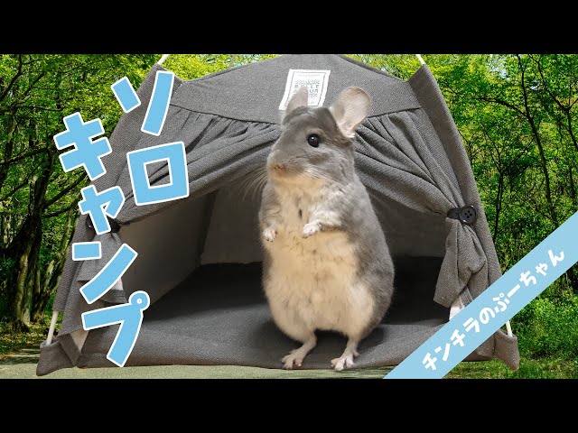 【100均】ダイソーのペット用テントに大興奮なチンチラが可愛すぎる！Funny and Cute Chinchilla