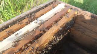 تطوير وتقوية طرود النحل والتقسيمات الجديدة والضعيفة