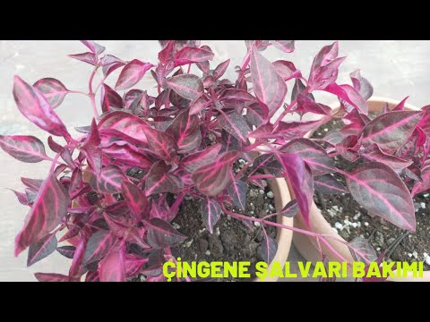 Çingene Şalvarı Bakımı