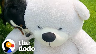 Dog Gets A Huge Surprise And LOVES It | The Dodo