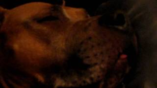 Capri Cavallis Pitbull Yoko Snoring