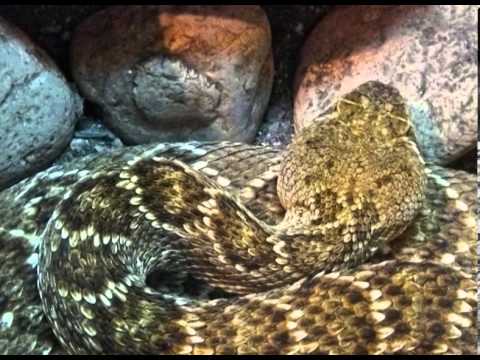 გველები - Snakes - გადაცემა \"ეკოვიზია\" - 'Ecovision' TV Show