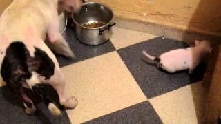 Cachorro Hembra Bullterrier Miniatura