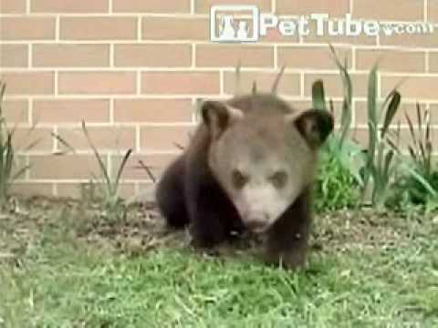 Never Ending Sneezing Bear- PetTube