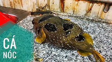Cách làm cá Nóc Nhím