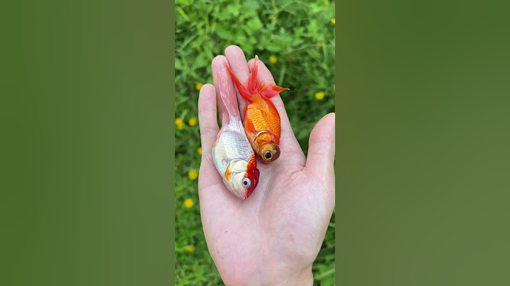 Fish Explosion|Chinese Mountain Forest Life and Food #Moo TikTok#FYP