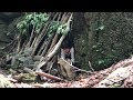 ユーチューバー、山で遭難する Survival in japan