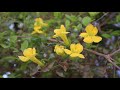La Uña de Gato - Dolichandra unguis-cati - flora argentina - Bignonia amarilla - Batata de caboclo