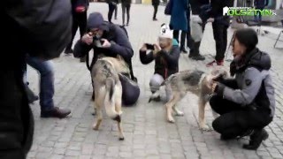 W Olsztynie zawyli dla wilka