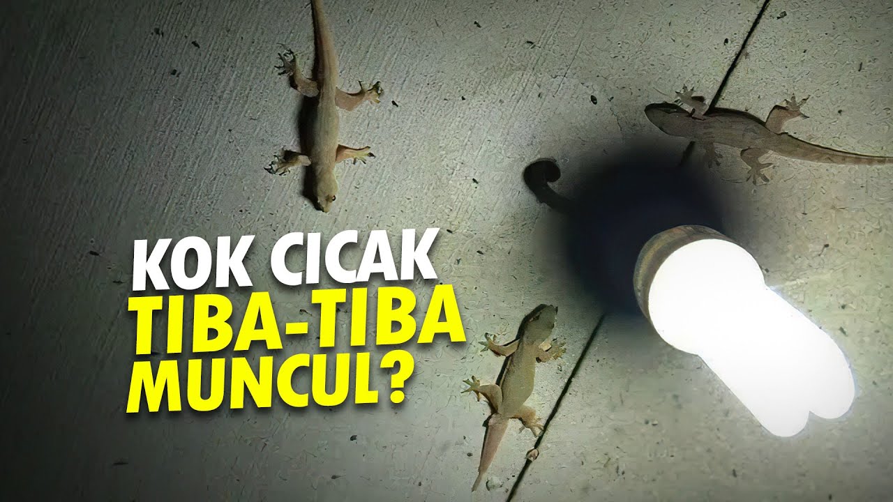 Bagaimana Cicak Muncul di Rumah Kamu | Highlights 