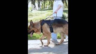 Dog tactical backpack, hardcore protection, trendy and portable. #cat