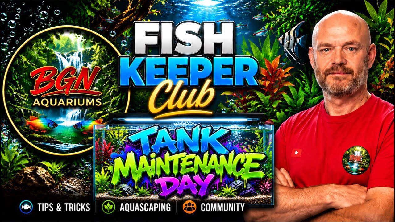 BGN Aquariums Fish Keeper Club Maintenance Day Live