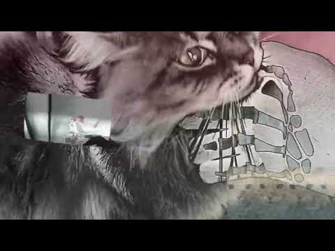 мой котик на луне [RYTPMV]