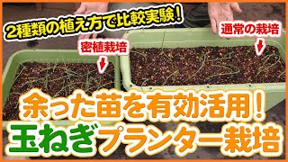 家庭菜園で余った玉ねぎの苗でプランター栽培 玉ねぎ栽培の育て方で密植栽培と通常植えをして生育に違いがあるか比較してみた 農園ライフ Youtube