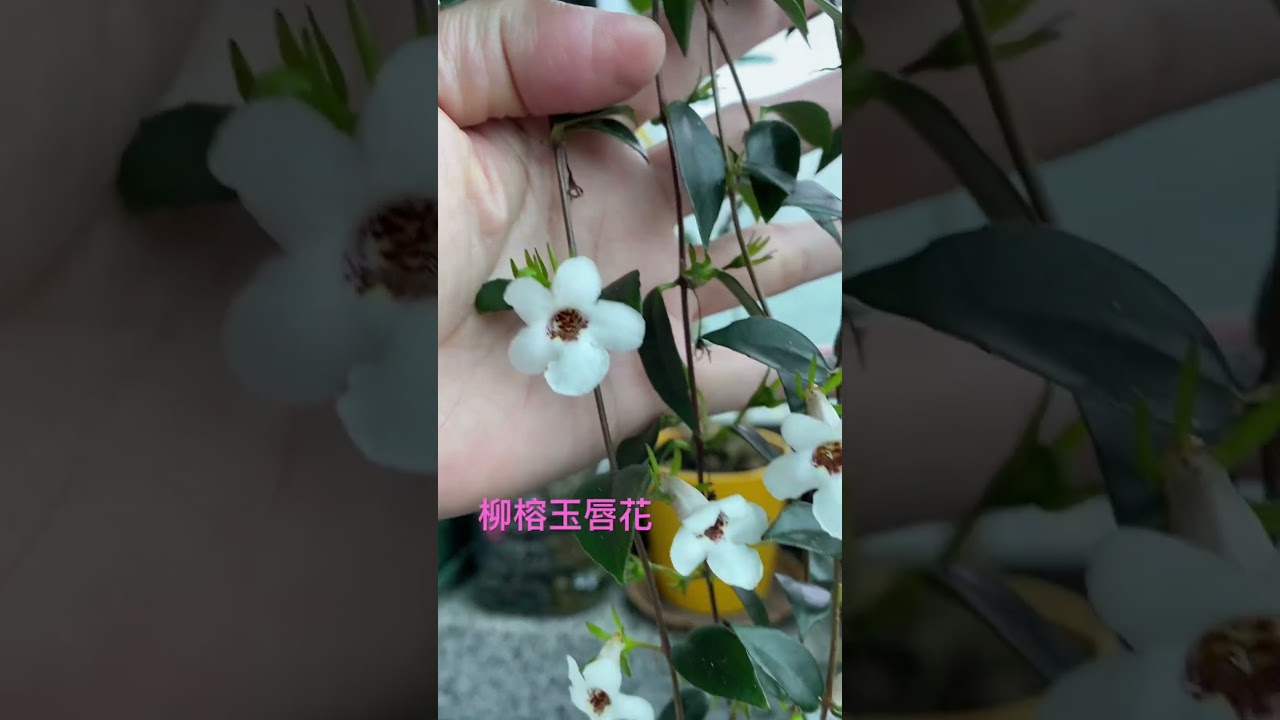 上網查了一下名字叫