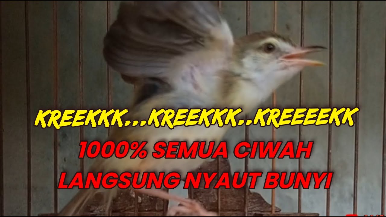 Pancingan suara ciblek sawah‼️semua ciwah langsung nyaut bunyi