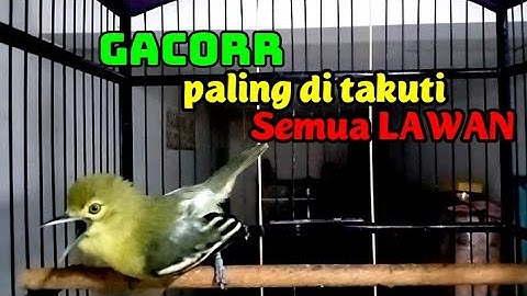 Sirtu gacor lot,bikin sirtu manapun yang mendengar auto ikut emosi dan ikut gacor.