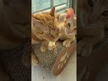 きなときこ#きな日記 #ねこ #ねこすたぐらむ #ねこのいる生活 #ねこと暮らす #ねこのきもち #ねこ好き
