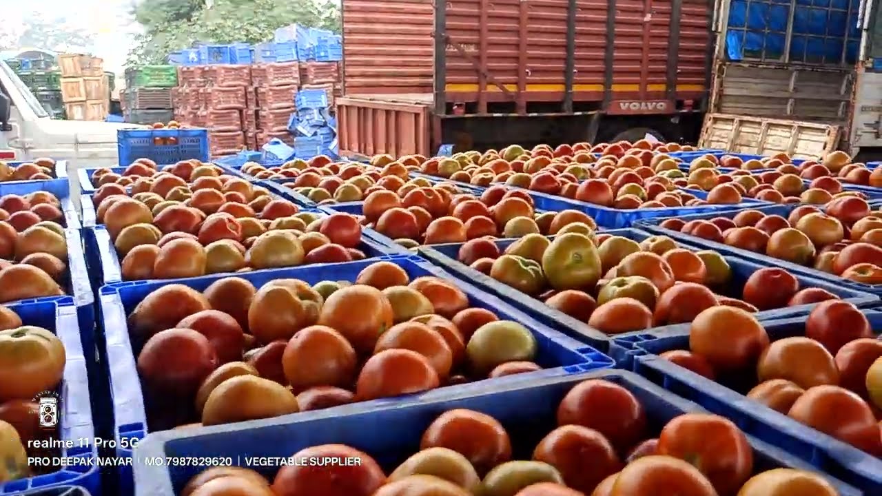 kolar tomato market today I Market tomato wholesale price I dsr traders 🍅