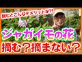家庭菜園や農園のジャガイモ栽培で花芽は摘む？摘まない？ジャガイモの花が与える影響を徹底解説！【農家直伝】Tips for removing flowers in potato cultivation.
