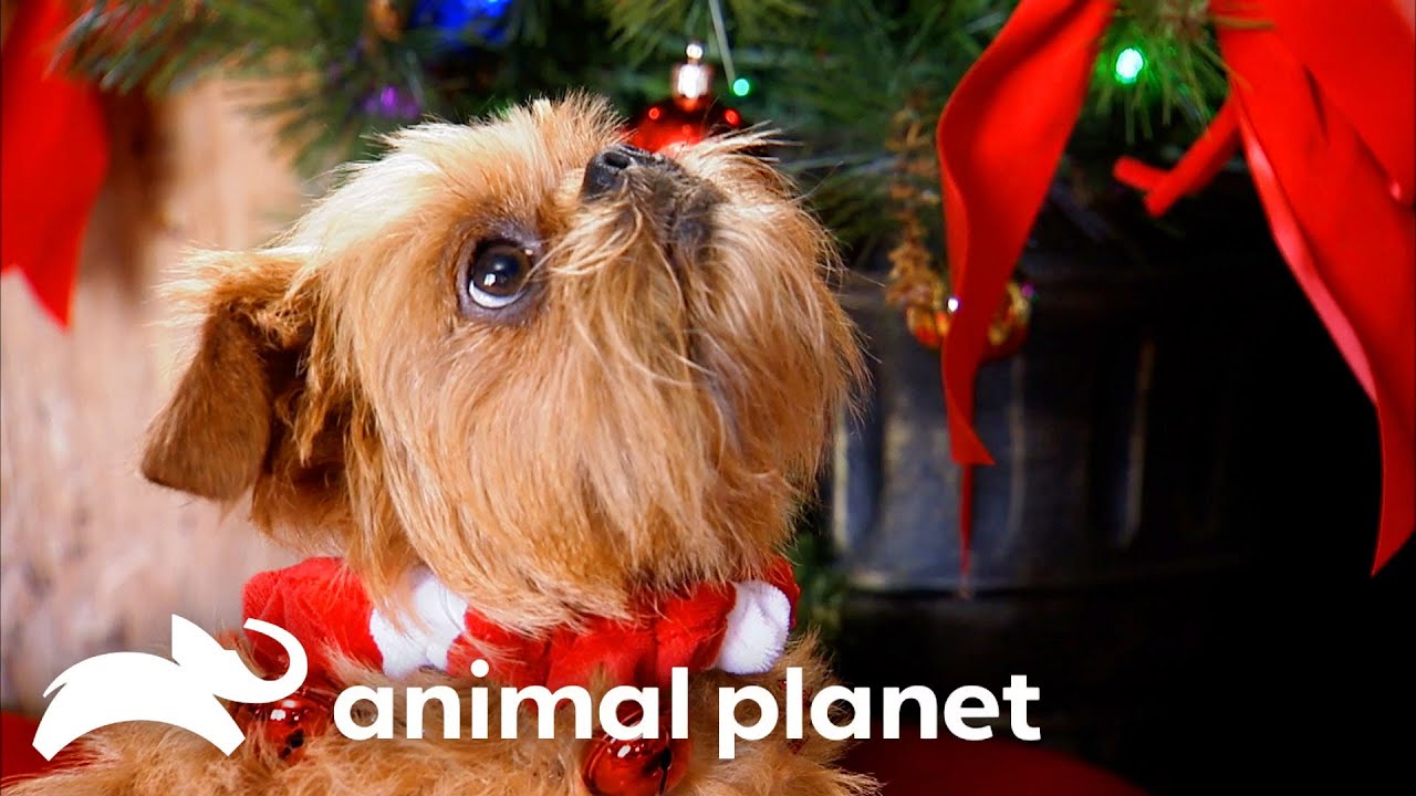 Adorable Brussels Griffon's Christmas Celebration | Too Cute! | Animal Planet