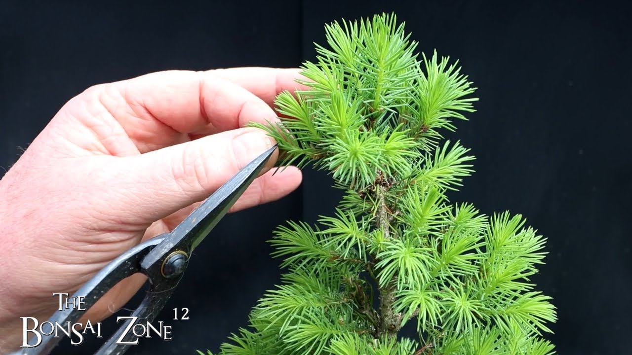Spring Pruning My Dwarf Alberta Spruce, The Bonsai Zone, April 2025