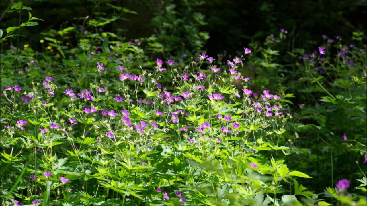 I min äng - Hutter Inspiring Group