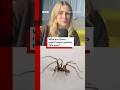 Why Are There More Spiders In Your House This Year Spiders BBCNews 