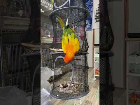 #parakeet #parrot #birds #bird #shorts #conure #sunconure