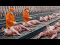 Inside the Pig Factory | Pig Processing &amp; Industrial Manufacturing