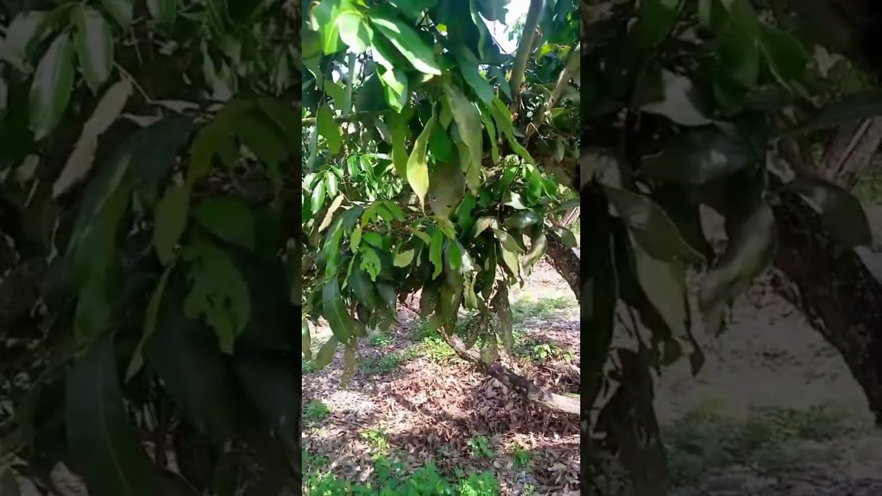 รักษาใบชุดแรกเอาไว้