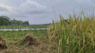 HYPERLAPSE FARMING: SHARP SICKLE TRICK FOR FASTER RICE HARVESTING - Agriculture Farming