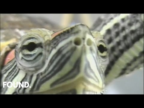 Meet Turtizzle | Music Video
