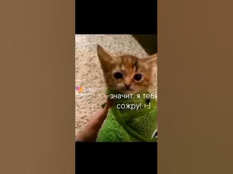 КОТОБАС - YouTube