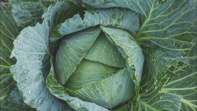 Әйелдердің жыныс мүшесін таптап жатқан аяғы видео