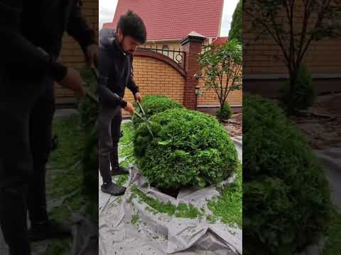 Формовочная обрезка хвойных🌲