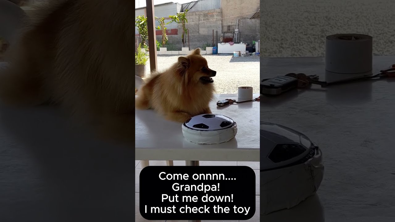 I Must Check The Toy Funnydogsvideo Dogslovers Viraldogs Pomeranian Foryoupage Cutedogs Dogs 