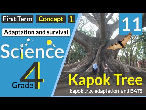 lesson 3-3 kapok tree adaptation and BATS | science grade 4 | شجرة الكابوك