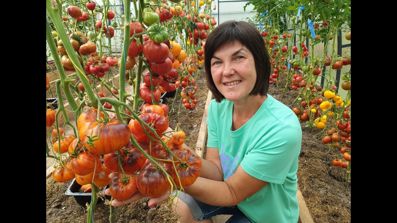 №9 Замечательные томаты селекции Софии Сааковой. Показываем с разрезами (видео 2) 17.08.25 г.