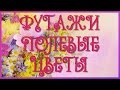 ★► #Футажи  HD  для #видеомонтажа #ПОЛЕВЫЕЦВЕТЫ #videokanal. #СкачатьБесплатно★►