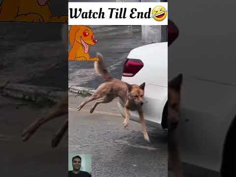 Funny Dog#Shorts#Yt Shorts#Trendingshorts#Funnyshorts