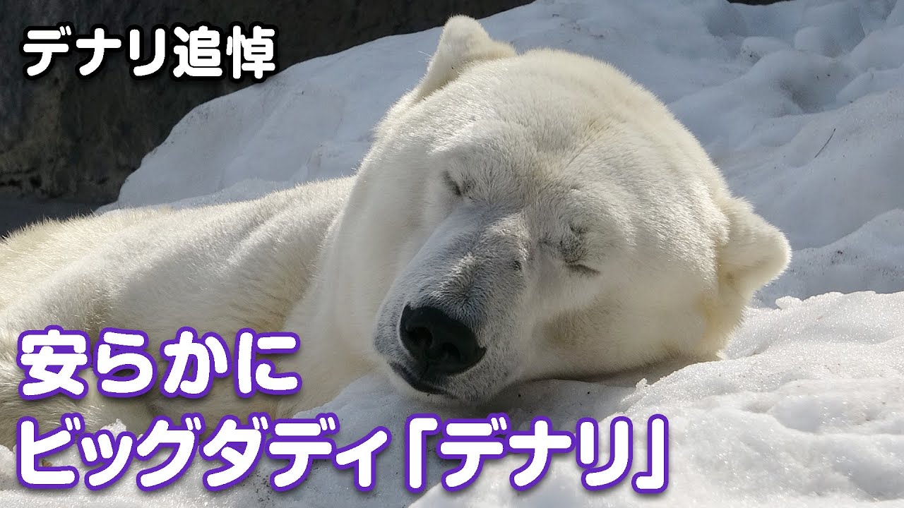 【追悼】スヤスヤデナリ＾＾ ありがとう！ビッグダディ（円山動物園ホッキョクグマのデナリ）