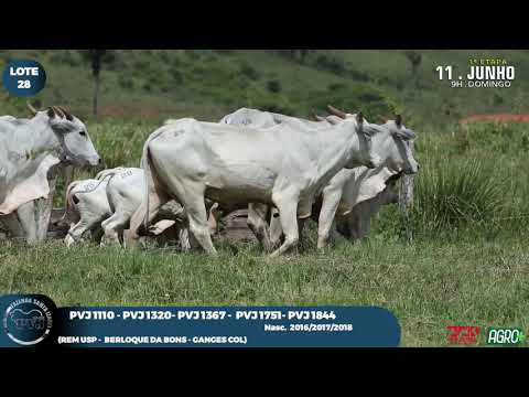 🚨É AMANHÃ 🚨 🔨 Leilão Virtual Verdana Agropecuária - Liquidação de P