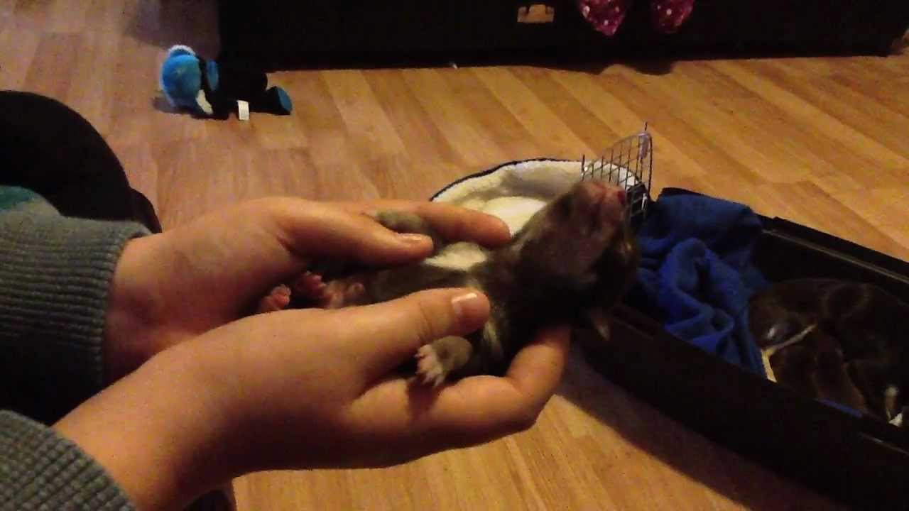 Puppy nightmares YouTube