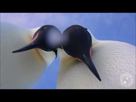 Video: Curious Emperor penguins knock over a research camera, extreme cuteness ensues