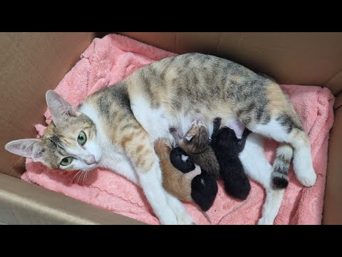 Video Quá trình Ngầu đẻ, đỡ đẻ cho mèo (vì sao mèo mẹ ăn... - youtube