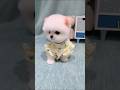 Kasha Mengpet#cutedog #cute #pets vidio#puppy #cutedog #cute#dog #pets